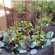 Garden Raised Planting Bed