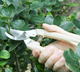 Garden Scissors Pruning Shears Secateurs Gardening Tools